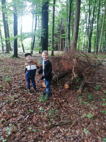 wald 2